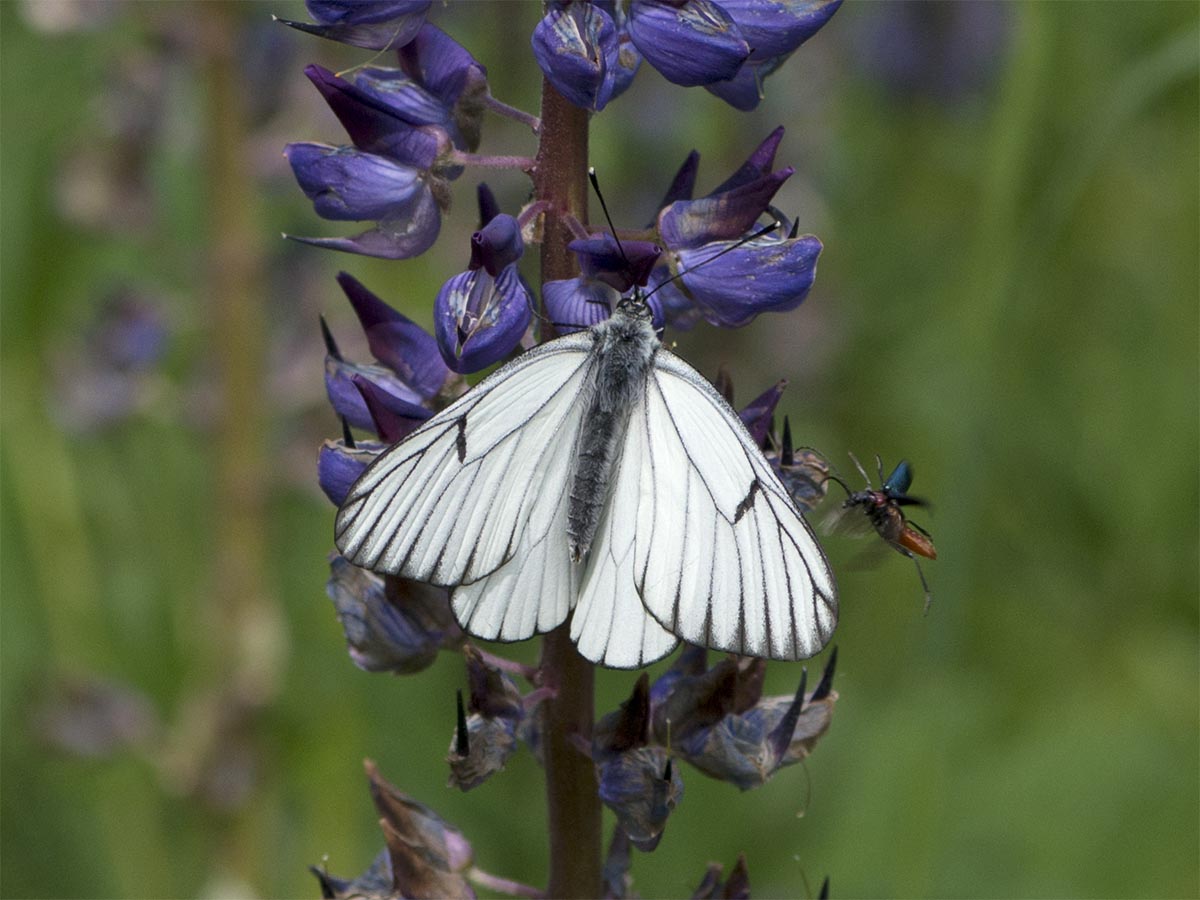 Aporia crataegi